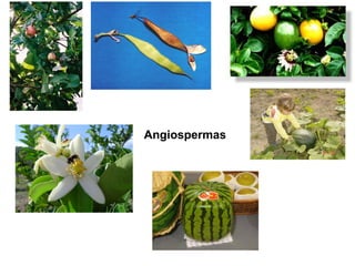Angiospermas
 