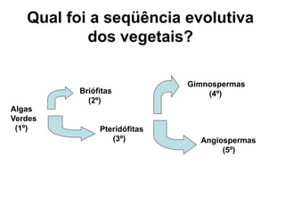 Qual foi a seqüência evolutiva
           dos vegetais?

                             Gimnospermas
         Briófitas               (4º)
           (2º)
Algas
Verdes
 (1º)         Pteridófitas
                 (3º)          Angiospermas
                                    (5º)
 