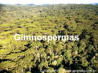 Gimnospermas
 