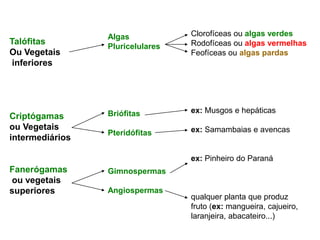 Algas            Clorofíceas ou algas verdes
Talófitas                         Rodofíceas ou algas vermelhas
                 Pluricelulares
Ou Vegetais                       Feofíceas ou algas pardas
 inferiores




                 Briófitas        ex: Musgos e hepáticas
Criptógamas
ou Vegetais                       ex: Samambaias e avencas
                 Pteridófitas
intermediários

                                  ex: Pinheiro do Paraná
Fanerógamas      Gimnospermas
ou vegetais
superiores       Angiospermas
                                  qualquer planta que produz
                                  fruto (ex: mangueira, cajueiro,
                                  laranjeira, abacateiro...)
 