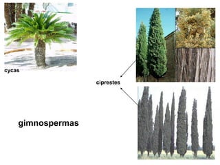 cycas

                   ciprestes




    gimnospermas
 