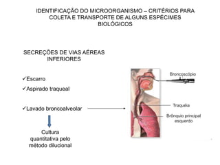 IDENTIFICAÇÃO DO MICROORGANISMO – CRITÉRIOS PARA
COLETA E TRANSPORTE DE ALGUNS ESPÉCIMES
BIOLÓGICOS
Broncoscópio
Traquéia
Brônquio principal
esquerdo
SECREÇÕES DE VIAS AÉREAS
INFERIORES
Escarro
Aspirado traqueal
Lavado broncoalveolar
Cultura
quantitativa pelo
método dilucional
 