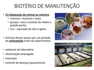 BIOTÉRIO DE MANUTENÇÃO
• (1) Adaptação do animal ao cativeiro
• natureza –macacos e tatus
• granjas –aves e animais de médio e
grande portes
• rua – aquisição de cães e gatos.
• Animais devem passar por um período
de aclimatação antes do experimentos
• ambiente de laboratório
• alimentação empregada
• manuseio
• controle de doenças (quarentena).
 