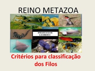 REINO METAZOA




Critérios para classificação
          dos Filos
 