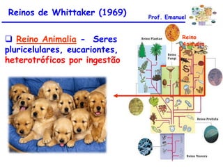 Reinos de Whittaker (1969)
 Reino Animalia - Seres
pluricelulares, eucariontes,
heterotróficos por ingestão

Prof. Emanuel
Reino
Animalia

 