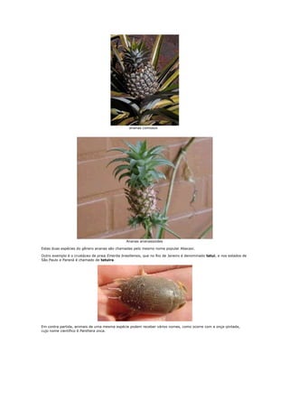 ananas comosus




                                                Ananas ananassoides

Estas duas espécies do gênero ananas são chamadas pelo mesmo nome popular Abacaxi.

Outro exemplo é o crustáceo de praia Emerita brasiliensis, que no Rio de Janeiro é denominado tatuí, e nos estados de
São Paulo e Paraná é chamado de tatuíra.




Em contra partida, animais de uma mesma espécie podem receber vários nomes, como ocorre com a onça-pintada,
cujo nome científico é Panthera onca.
 