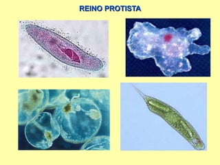 REINO PROTISTA 