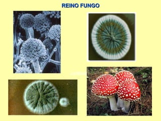 REINO FUNGO Lentinula edodis   