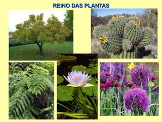 REINO DAS PLANTAS 