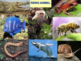 REINO ANIMAL 