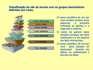 Classificação do cão de acordo com os grupos taxonómicos definidos por Lineu. O nome científico de um ser vivo contém sempre duas palavras: a primeira referente ao género e a segunda à espécie. O nome do género deve sempre começar por letra maiúscula e o da espécie em letra minúsculas. O nome científico de um ser vivo  deve sempre vir destacado  (escrito em itálico ou sublinhado) e Escrito em latim. 