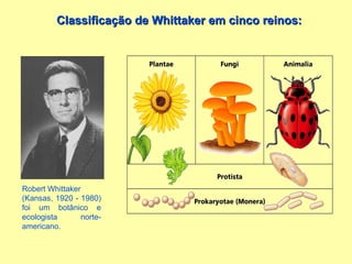 Classificação de Whittaker em cinco reinos: Robert Whittaker (Kansas, 1920 - 1980) foi um botânico e ecologista norte-americano.  