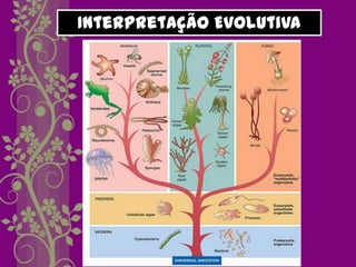 Interpretação Evolutiva
 