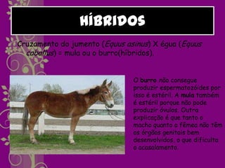 Híbridos
Cruzamento do jumento (Equus asinus) X égua (Equus
  caballus) = mula ou o burro(híbridos).


                               O burro não consegue
                               produzir espermatozóides por
                               isso é estéril. A mula também
                               é estéril porque não pode
                               produzir óvulos. Outra
                               explicação é que tanto o
                               macho quanto a fêmea não têm
                               os órgãos genitais bem
                               desenvolvidos, o que dificulta
                               o acasalamento.
 