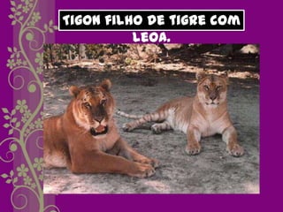 Tigon filho de tigre com
          leoa.
 