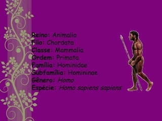 Reino: Animalia
Filo: Chordata
Classe: Mammalia
Ordem: Primata
Família: Hominidae
Subfamília: Homininae
Gênero: Homo
Espécie: Homo sapiens sapiens
 