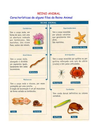 REINO ANIMAL
Características de alguns filos do Reino Animal
 