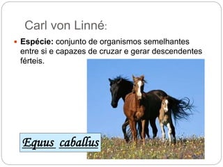 Carl von Linné:
 Espécie: conjunto de organismos semelhantes
entre si e capazes de cruzar e gerar descendentes
férteis.
Equus caballus
 
