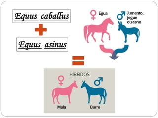 Equus caballus
Equus asinus
 