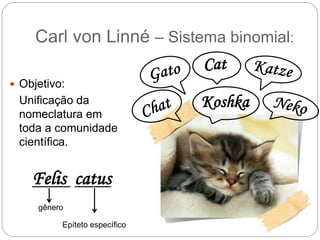 Carl von Linné – Sistema binomial:
 Objetivo:
Unificação da
nomeclatura em
toda a comunidade
científica.
Koshka
Cat
Felis catus
gênero
Epíteto específico
 