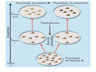 Tipos de Cladogramas
Dicotomia (dico = dois; tómos= divisão)
Politomias (poli = muitos)
 