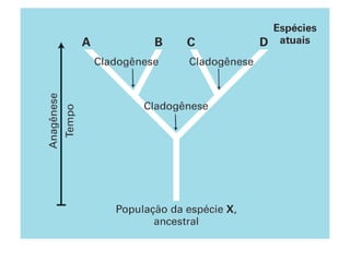 Nesse esquema de árvore filogenética, os pontos em vermelho significam
os ancestrais em comum e as divisões destes em duas...