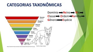 CATEGORIAS TAXONÔMICAS
Domínio Reino Filo
Classe Ordem Família
Gênero Espécie
https://maestrovirtuale.com/wp-content/uploads/2019/10/Taxonmico.png
 