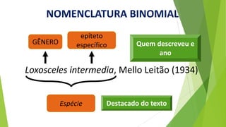 NOMENCLATURA BINOMIAL
Loxosceles intermedia, Mello Leitão (1934)
epíteto
específico
GÊNERO
Espécie Destacado do texto
Quem descreveu e
ano
 