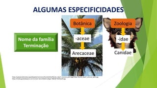 ALGUMAS ESPECIFICIDADES
Botânica Zoologia
Nome da família
Terminação
-aceae -idae
Arecaceae Canidae
https://upload.wikimedia.org/wikipedia/commons/thumb/4/4a/Manila_dwarf_coconut_palm.jpg/250px-Manila_dwarf_coconut_palm.jpg
https://media.gazetadopovo.com.br/viver-bem/2018/11/dog3-768x587-0e01be20.jpg
 