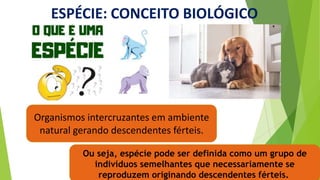 ESPÉCIE: CONCEITO BIOLÓGICO
Organismos intercruzantes em ambiente
natural gerando descendentes férteis.
Ou seja, espécie pode ser definida como um grupo de
indivíduos semelhantes que necessariamente se
reproduzem originando descendentes férteis.
 