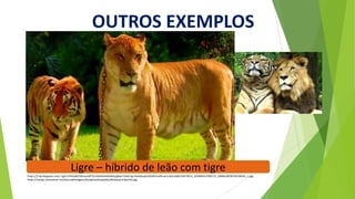 OUTROS EXEMPLOS
https://2.bp.blogspot.com/-1gZz12PAsW0/V6vme3lR75I/AAAAAAAAA0w/g8wxTOAkc5g-PaeAGxqtUJGH8VIsIVM-wCLcB/s1600/10475675_325994347560171_1999633878744238565_n.jpg
https://statig1.akamaized.net/bancodeimagens/6s/qd/xa/6sqdxa6y24b5qsaj1nr4jymho.jpg
Ligre – híbrido de leão com tigre
 