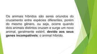 Os animais híbridos são seres oriundos do
cruzamento entre espécies diferentes, porém
do mesmo gênero, ou seja, ocorre quando
dois animais distintos cruzam e surge um novo
animal, geralmente estéril, devido aos seus
genes incompatíveis: o animal híbrido.
 