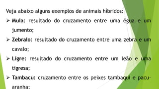 Veja abaixo alguns exemplos de animais híbridos:
 Mula: resultado do cruzamento entre uma égua e um
jumento;
 Zebralo: resultado do cruzamento entre uma zebra e um
cavalo;
 Ligre: resultado do cruzamento entre um leão e uma
tigresa;
 Tambacu: cruzamento entre os peixes tambaqui e pacu-
aranha;
 