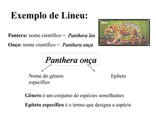 Exemplo de Lineu:
Pantera: nome científico = Panthera leo
Onça: nome científico = Panthera onça
Panthera onça
Nome do gênero Epíteto
específico
Gênero é um conjunto de espécies semelhantes
Epíteto específico é o termo que designa a espécie
 