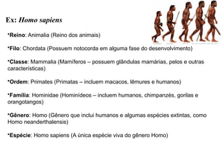 Ex: Homo sapiens
•Reino: Animalia (Reino dos animais)
•Filo: Chordata (Possuem notocorda em alguma fase do desenvolvimento)
•Classe: Mammalia (Mamíferos – possuem glândulas mamárias, pelos e outras
características)
•Ordem: Primates (Primatas – incluem macacos, lêmures e humanos)
•Família: Hominidae (Hominídeos – incluem humanos, chimpanzés, gorilas e
orangotangos)
•Gênero: Homo (Gênero que inclui humanos e algumas espécies extintas, como
Homo neanderthalensis)
•Espécie: Homo sapiens (A única espécie viva do gênero Homo)
 