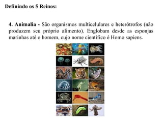 Definindo os 5 Reinos:
4. Animalia - São organismos multicelulares e heterótrofos (não
produzem seu próprio alimento). Englobam desde as esponjas
marinhas até o homem, cujo nome científico é Homo sapiens.
 