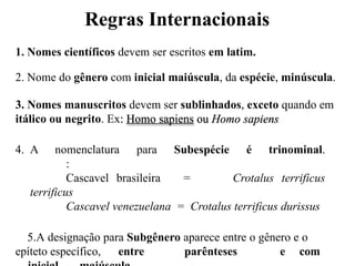 Regras Internacionais
1. Nomes científicos devem ser escritos em latim.
2. Nome do gênero com inicial maiúscula, da espécie, minúscula.
3. Nomes manuscritos devem ser sublinhados, exceto quando em
itálico ou negrito. Ex: Homo sapiens ou Homo sapiens
4. A nomenclatura para Subespécie é trinominal.
:
Cascavel brasileira = Crotalus terrificus
terrificus
Cascavel venezuelana = Crotalus terrificus durissus
5.A designação para Subgênero aparece entre o gênero e o
epíteto específico, entre parênteses e com
 