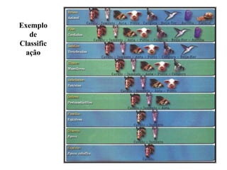 Exemplo
de
Classific
ação
 