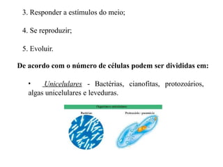 3. Responder a estímulos do meio;
4. Se reproduzir;
5. Evoluir.
De acordo com o número de células podem ser divididas em:
• Unicelulares - Bactérias, cianofitas, protozoários,
algas unicelulares e leveduras.
 