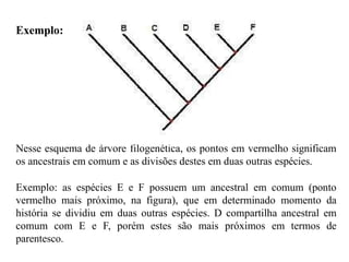 Nesse esquema de árvore filogenética, os pontos em vermelho significam
os ancestrais em comum e as divisões destes em duas outras espécies.
Exemplo: as espécies E e F possuem um ancestral em comum (ponto
vermelho mais próximo, na figura), que em determinado momento da
história se dividiu em duas outras espécies. D compartilha ancestral em
comum com E e F, porém estes são mais próximos em termos de
parentesco.
Exemplo:
 