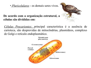 s
• Pluricelulares - os demais seres vivos.
De acordo com a organização estrutural, a
células são divididas em:
Células Procariontes: principal característica é a ausência de
carioteca, são desprovidas de mitocôndrias, plasmídeos, complexo
de Golgi e retículo endoplasmático.
 