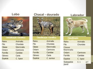 Classificação Cientifica
Reino Animalia
Filo Chordata
Classe Mammalia
Ordem Carnivora
Família Canidae
Gênero Canis
Espécie C. lupus
Classificação Cientifica
Reino Animalia
Filo Chordata
Classe Mammalia
Ordem Carnivora
Família Canidae
Gênero Canis
Espécie C. aureus
Lobo Chacal - dourado
Classificação
Cientifica
Reino Animalia
Filo Chordata
Classe
Mammalia
Ordem Carnivora
Família Canidae
Gênero Canis
Espécie C. lupus
Subespécie C. l.
famili
ari
s
Labrador
 