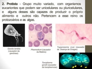 2. Protista - Grupo muito variado, com organismos
eucariontes que podem ser unicelulares ou pluricelulares,
e alguns desses são capazes de produzir o próprio
alimento e outros não. Pertencem a esse reino os
protozoários e as algas.
Giardia lamblia
(causador da
giardíase)
Trypanosoma cruzi (causador
da Doença de Chagas)
Plasmodium (causador
da Malária)
Toxoplasma
gondii (causador
da toxoplasmose)
 