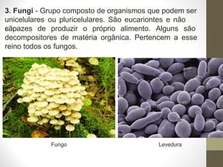 3. Fungi - Grupo composto de organismos que podem ser
unicelulares ou pluricelulares. São eucariontes e não
são
capazes de produzir o próprio alimento. Alguns são
decompositores de matéria orgânica. Pertencem a esse
reino todos os fungos.
Levedura
Fungo
 