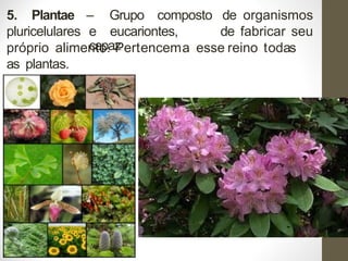 5. Plantae – Grupo composto de organismos
pluricelulares e eucariontes,
capaz
de fabricar seu
próprio alimento. Pertencema esse reino todas
as plantas.
 