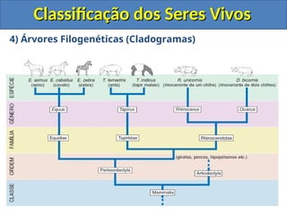 Classificação dos Seres Vivos
Classificação dos Seres Vivos
4) Árvores Filogenéticas (Cladogramas)
 São diagramas que representam as relações de
parentesco evolutivo entre as espécies.
 
