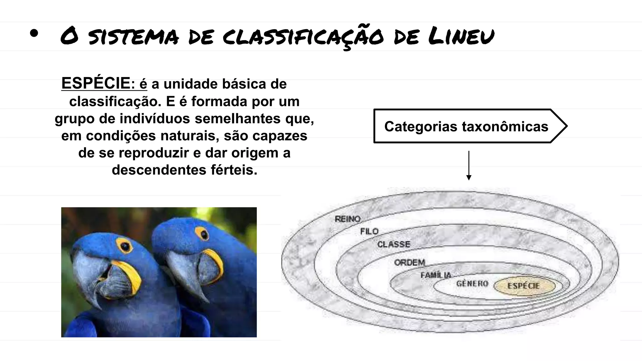 Classificação dos seres vivos 7º ano.pptx