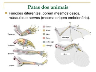 Patas dos animais
   Funções diferentes, porém mesmos ossos,
    músculos e nervos (mesma origem embrionária).
 