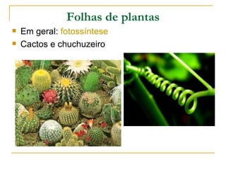 Folhas de plantas
   Em geral: fotossíntese
   Cactos e chuchuzeiro
 