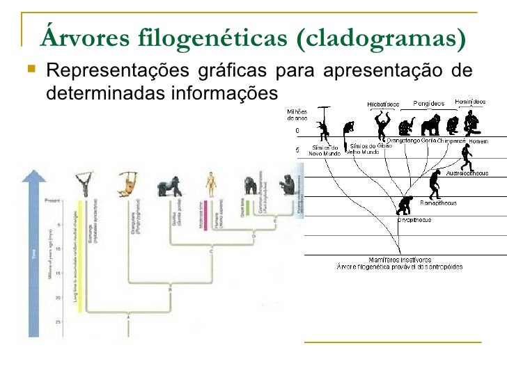 Explique Com Suas Palavras O Que São árvores Filogenéticas